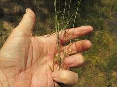 Dichanthelium curtifolium