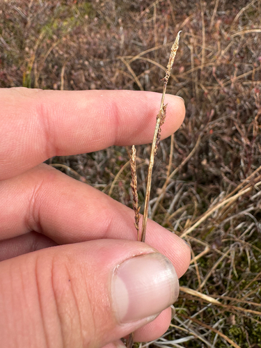 Carex bigelowii, 2026-09-26