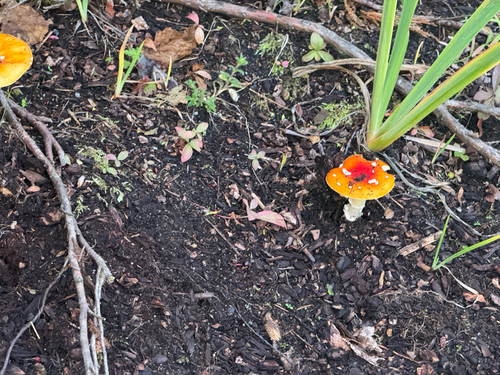 Fly Agaric