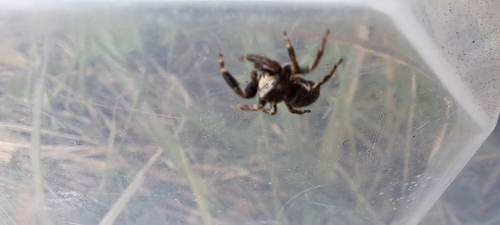 Evarcha arcuata
