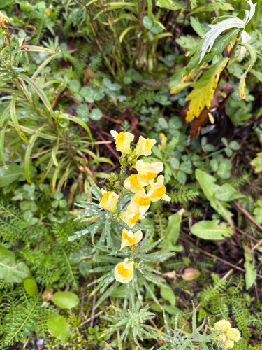 common toadflax