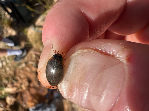 Rhantus gutticollis