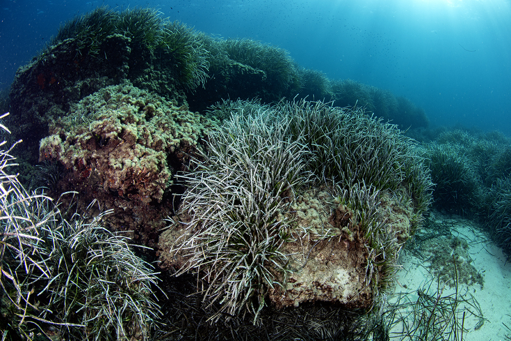 Posidonia oceanica; photograph (c) Xavier Mas, some rights reserved (CC BY)