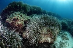 Posidonia oceanica