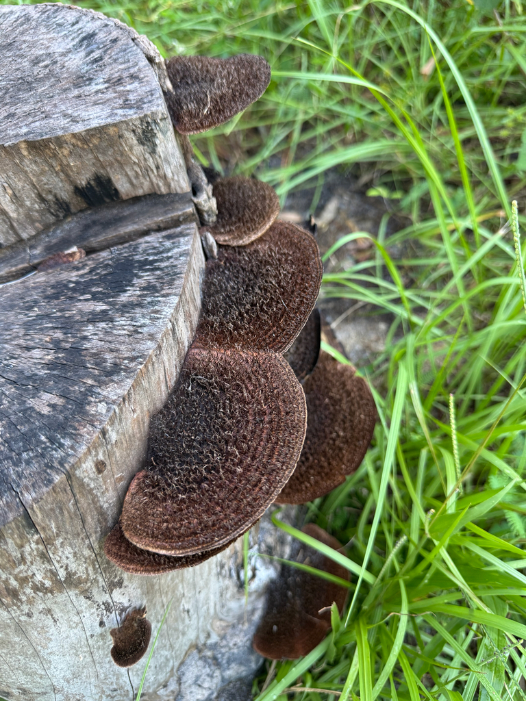 Hairy Hexagonia · September 2026 · photo: Photo: (c) Karen Guin, some rights reserved (CC BY) · iNaturalist