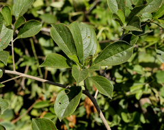 Terminalia phanerophlebia