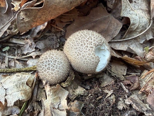 Spiny Puffball