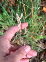 (c) Iona Cowell, some rights reserved (CC BY) Dactylis glomerata, photograph (c) Iona Cowell, some rights reserved (CC BY)