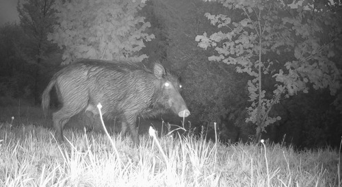 Wild Boar