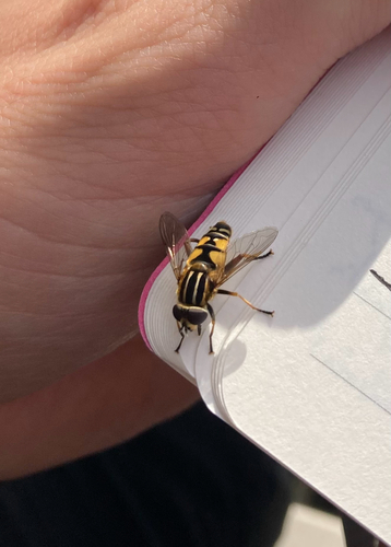 Sun Fly