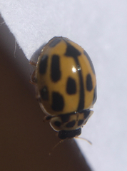 Propylea quatuordecimpunctata
