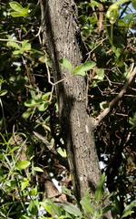 Terminalia phanerophlebia