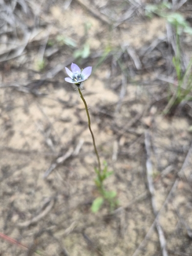 Wahlenbergia capensis, photograph 1