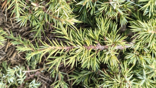 Juniperus communis