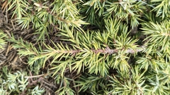 Juniperus communis