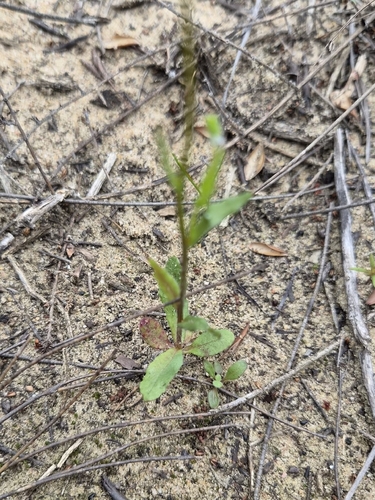 Wahlenbergia capensis, photograph 2