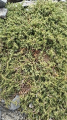 Juniperus communis, photograph (c) Juan Martínez Reina, some rights reserved (CC BY)