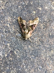 Phlogophora meticulosa