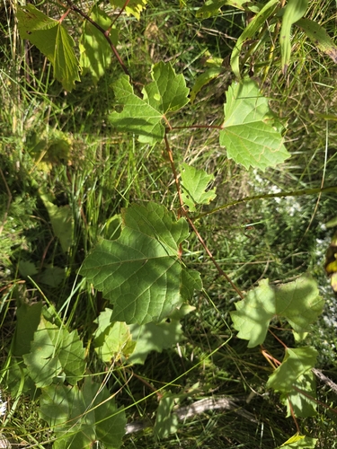 Vitis riparia