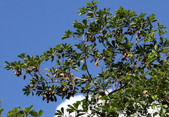 Terminalia phanerophlebia