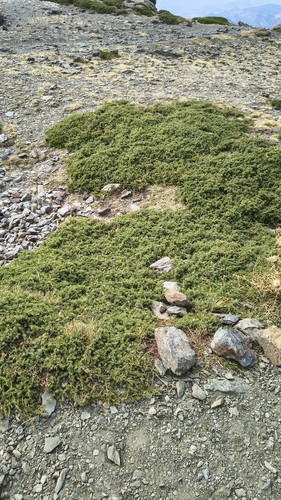 Juniperus communis, photograph 2