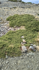 Juniperus communis, photograph (c) Juan Martínez Reina, some rights reserved (CC BY)