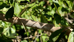 Terminalia phanerophlebia