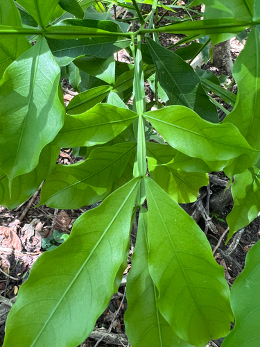 Melicoccus bijugatus observed 2026-09-26