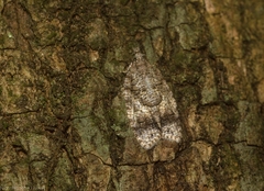 Polylopha epidesma
