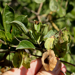 Terminalia phanerophlebia