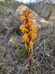 Satyrium coriifolium