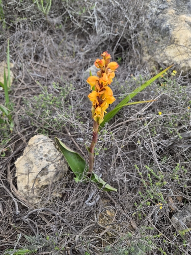 Satyrium coriifolium, photograph 2