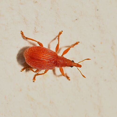Apion frumentarium