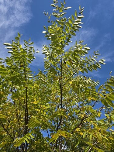 Juglans nigra, photograph 4