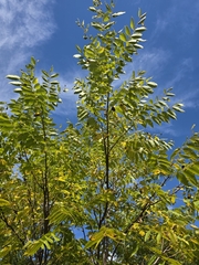 author not stated, no rights reserved Juglans nigra, photograph author not stated, no rights reserved