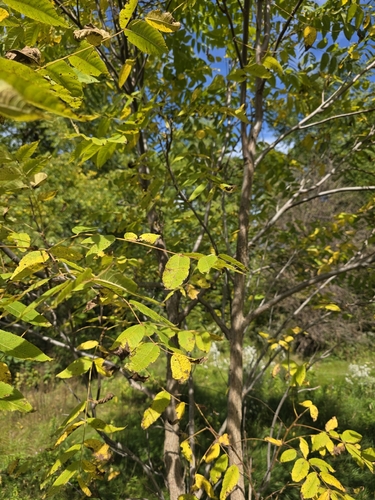 Juglans nigra, photograph 5