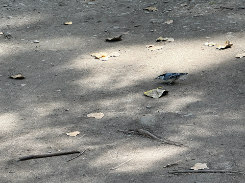 White-breasted Nuthatch