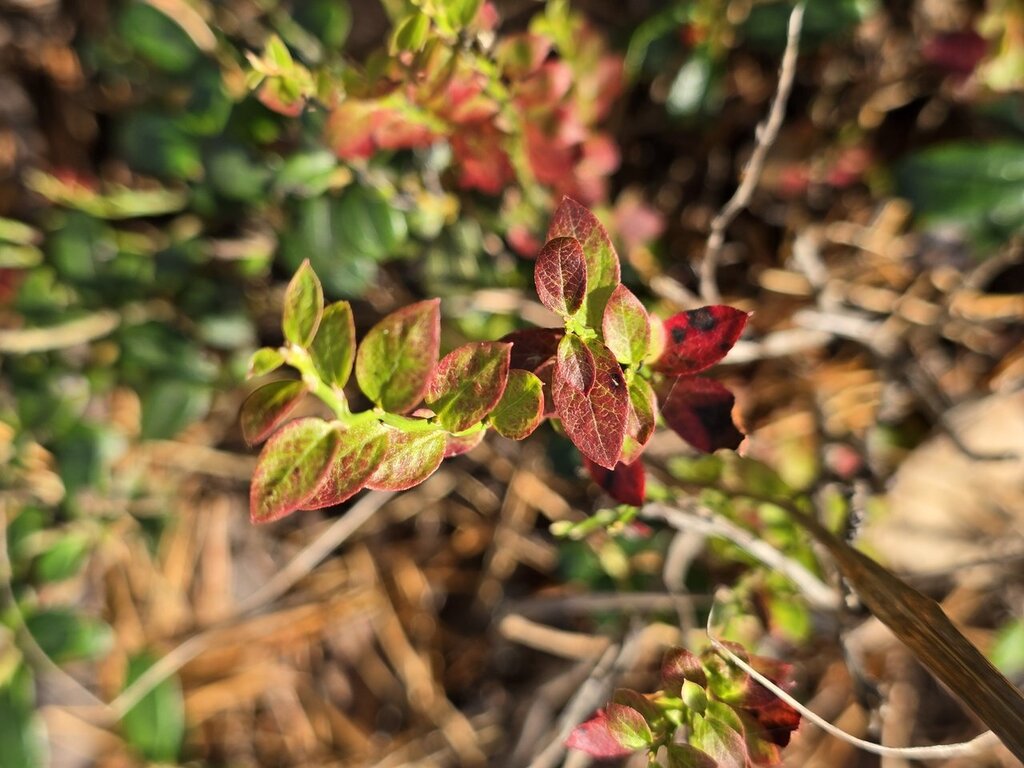 Vaccinium myrtillus; photograph (c) Сергей Голубев, some rights reserved (CC BY)