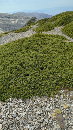Juniperus sabina