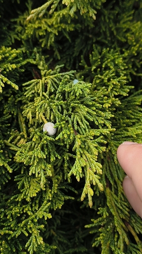 Juniperus sabina, photograph 2