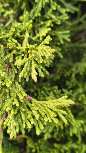 Juniperus sabina, photograph 3