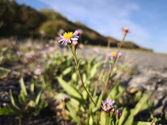 Tripolium pannonicum, photograph (c) arthur_haendler, some rights reserved (CC BY)