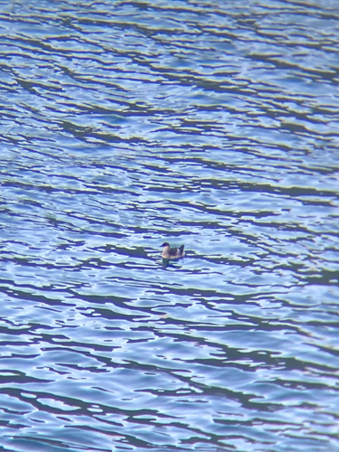Black Guillemot