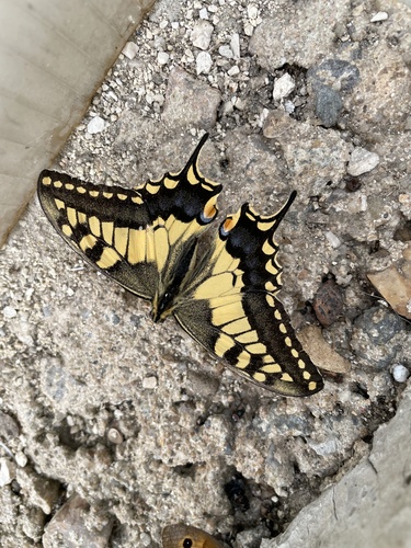 Old World Swallowtail