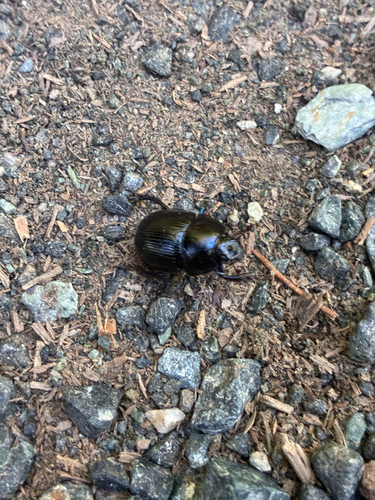 Woodland Dor Beetle