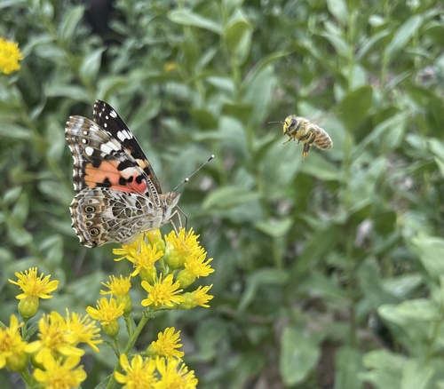 Painted Lady