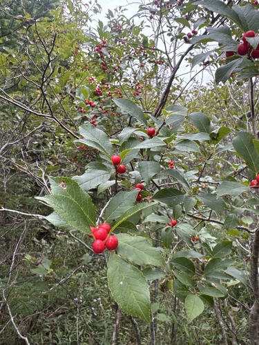 winterberry holly