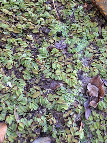 floating fern