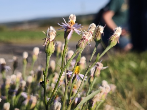 Tripolium pannonicum