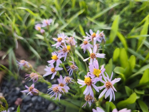 Tripolium pannonicum, photograph 6